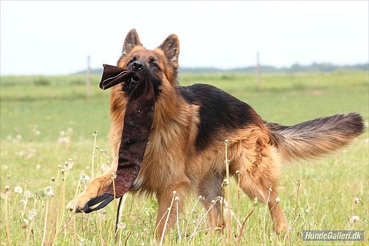 Schæferhund Horsnæs Bugger (Benny) billede 7