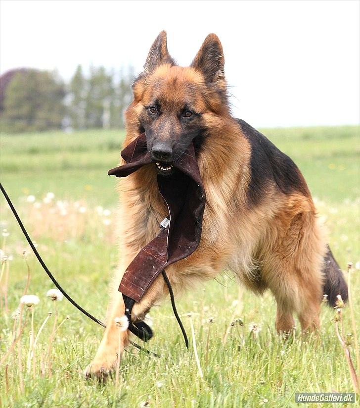 Schæferhund Horsnæs Bugger (Benny) billede 8