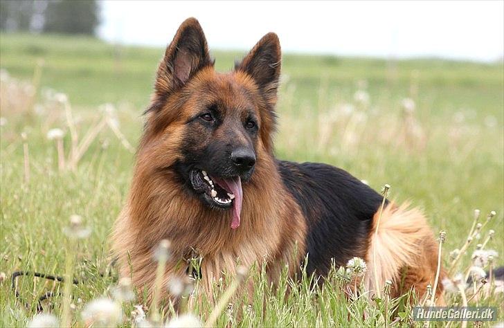 Schæferhund Horsnæs Bugger (Benny) billede 9