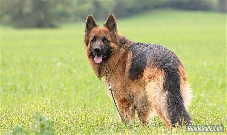 Schæferhund Horsnæs Bugger (Benny) billede 10
