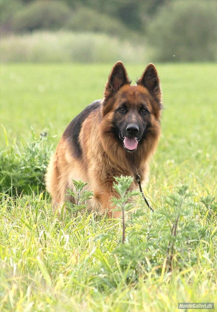Schæferhund Horsnæs Bugger (Benny) - Snart 2 år, og nu ligner man en rigtig Schæferhund billede 11