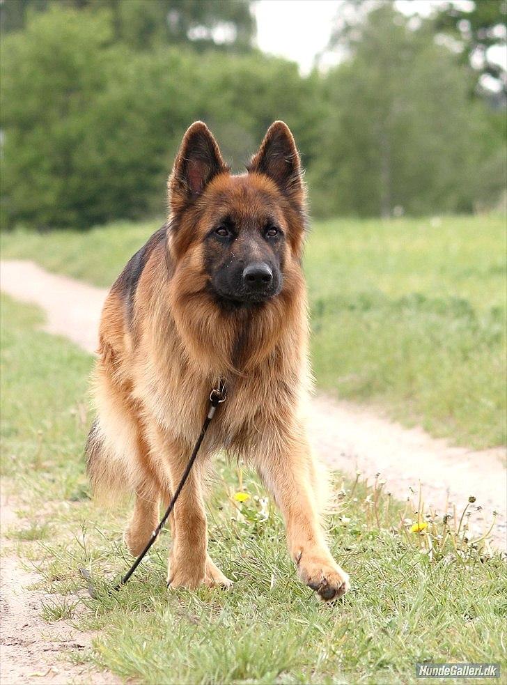 Schæferhund Horsnæs Bugger (Benny) billede 12