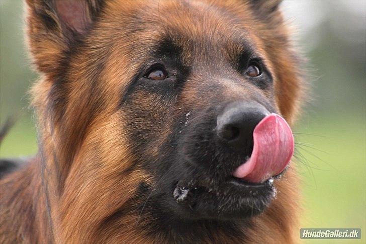 Schæferhund Horsnæs Bugger (Benny) billede 13