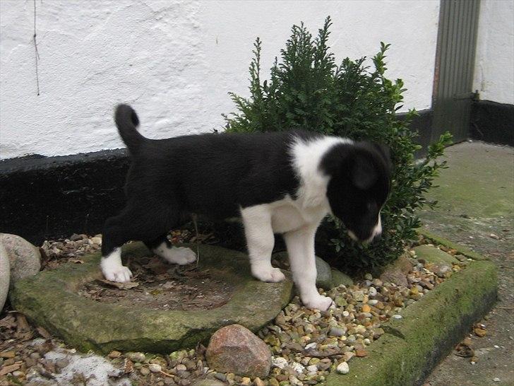 Border collie Lucky - Ud og opleve verden billede 3
