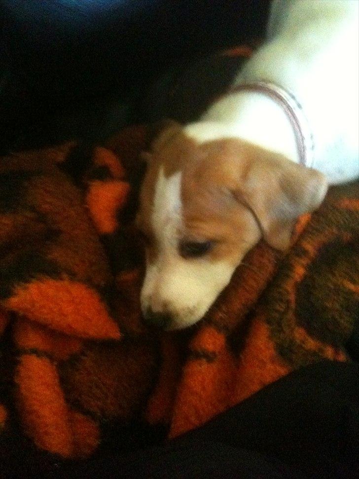 Dansk svensk gaardhund Luna billede 1