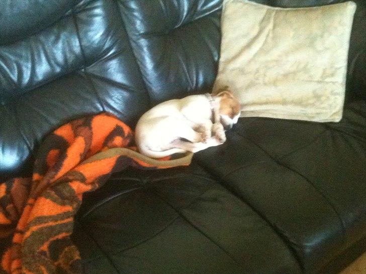 Dansk svensk gaardhund Luna billede 2