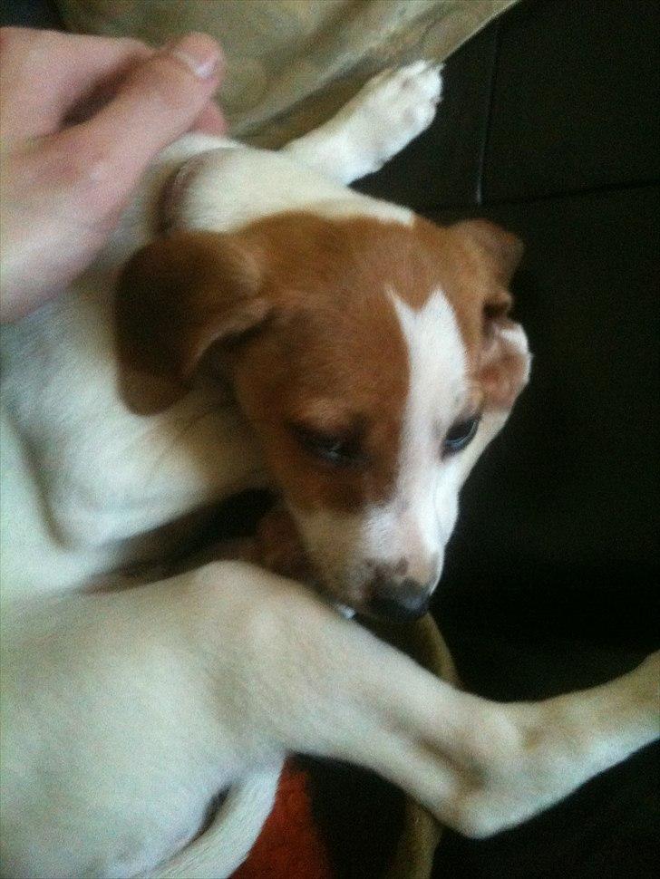 Dansk svensk gaardhund Luna billede 3