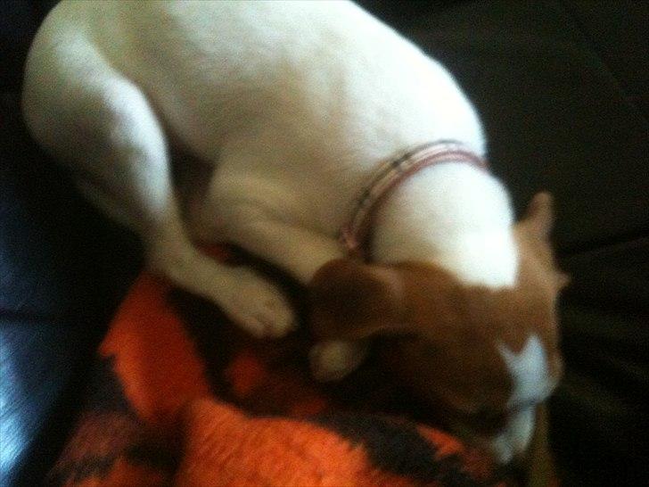 Dansk svensk gaardhund Luna billede 4