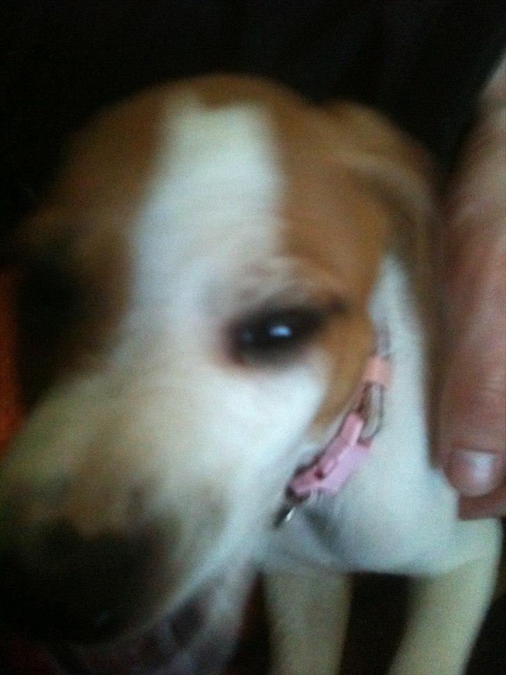 Dansk svensk gaardhund Luna billede 5