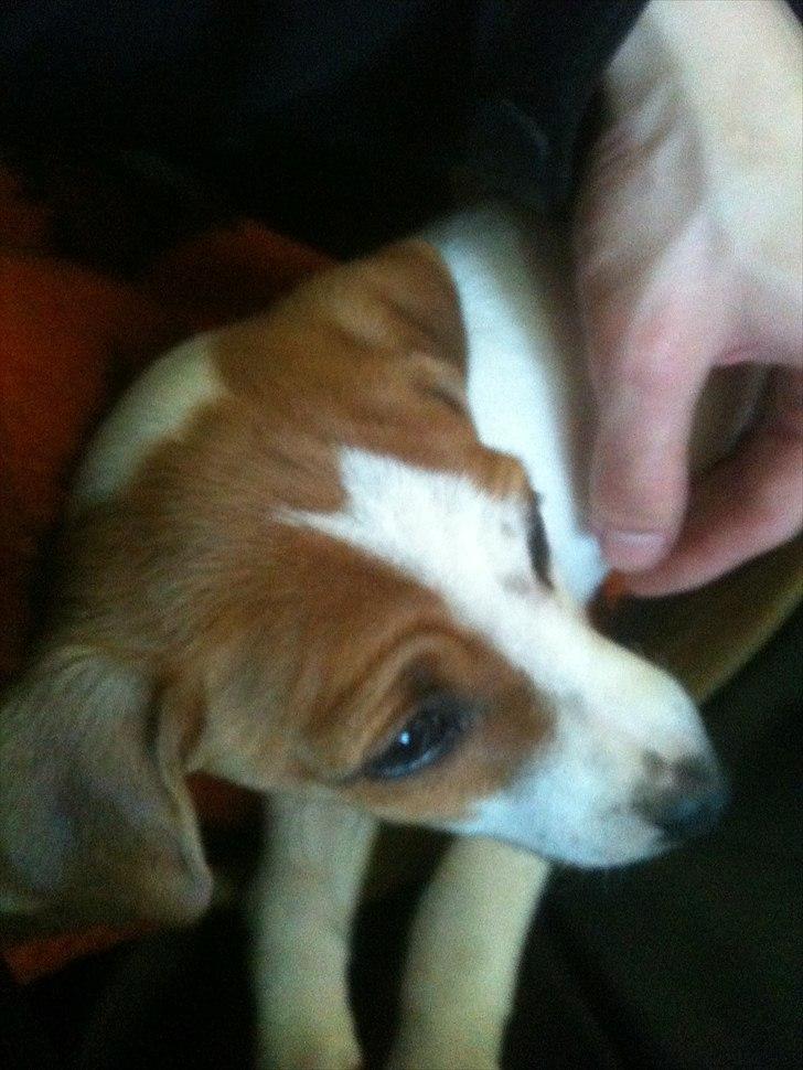 Dansk svensk gaardhund Luna billede 6