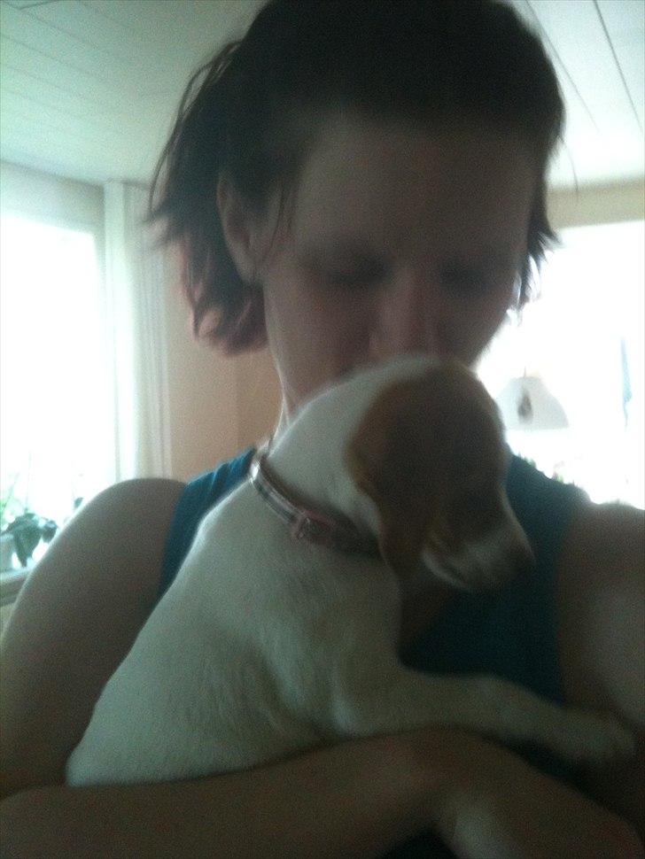 Dansk svensk gaardhund Luna billede 7