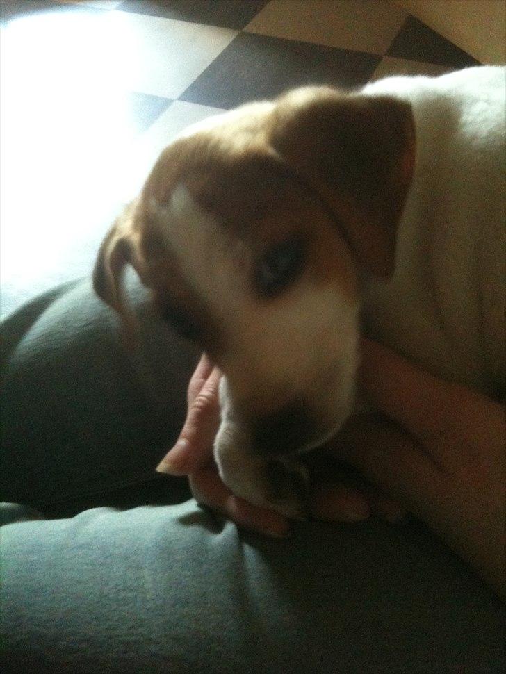 Dansk svensk gaardhund Luna billede 8