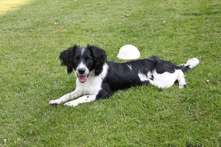 Field Trial spaniel *Freja* billede 5