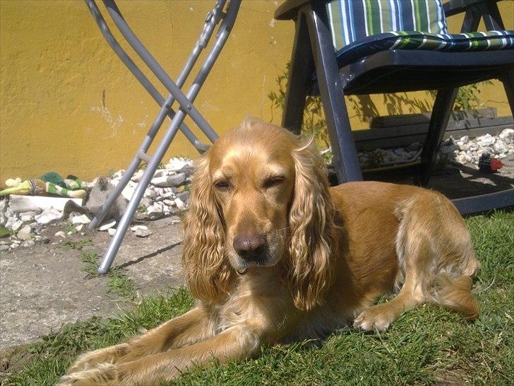 Cocker spaniel molly billede 10