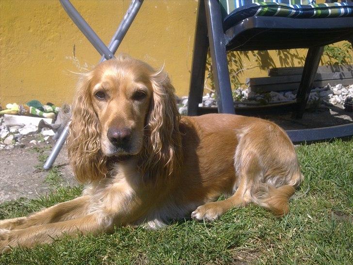 Cocker spaniel molly - En dejlig formiddag i solen d 23 maj 2011 billede 1