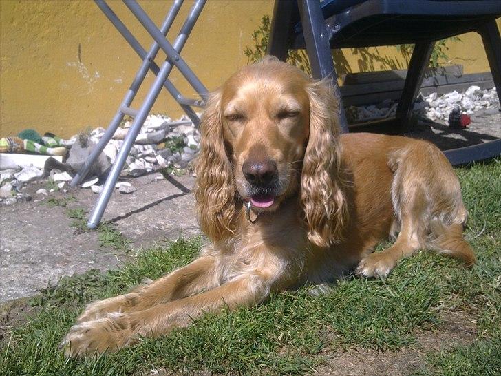 Cocker spaniel molly billede 3