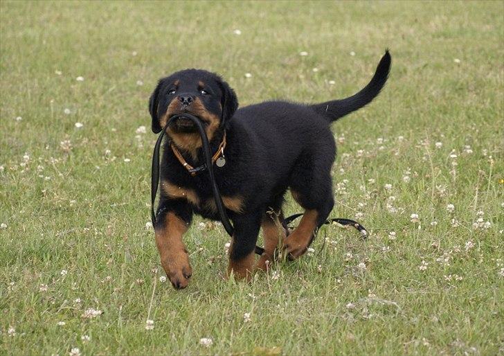 Rottweiler Kakestto's Fenris - Fenris som lille hvalp. billede 1