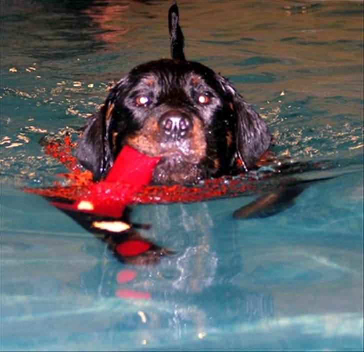 Rottweiler Kakestto's Fenris - Fenris på et af sine første svømmeture. billede 2