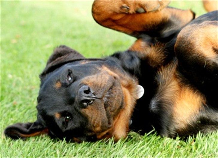 Rottweiler Kakestto's Fenris billede 3