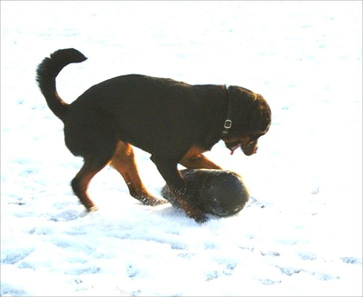 Rottweiler Kakestto's Fenris - Fenris med sit yndlingslegetøj billede 4
