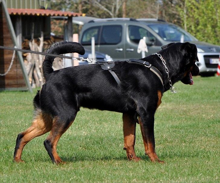 Rottweiler Kakestto's Fenris billede 5