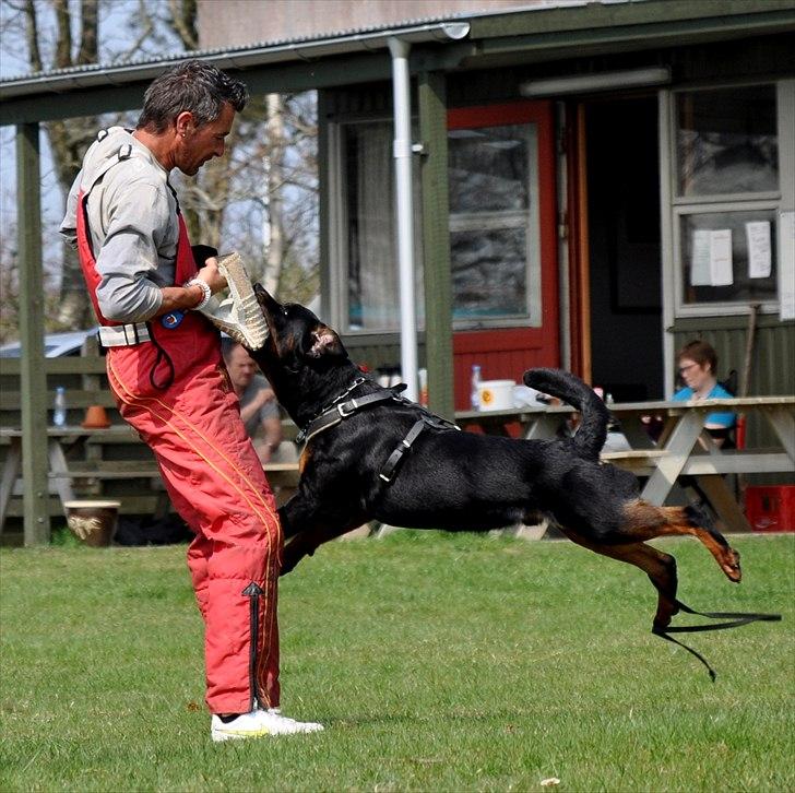 Rottweiler Kakestto's Fenris billede 6