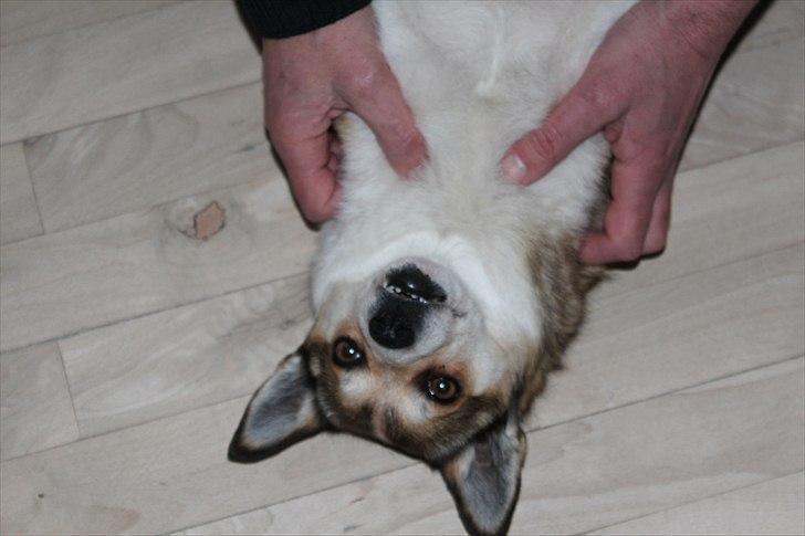 Norsk lundehund Ulfrigga Lundes Lunda - Lunda på gulvet. Foto: Sofie Weywadt (mig) billede 3