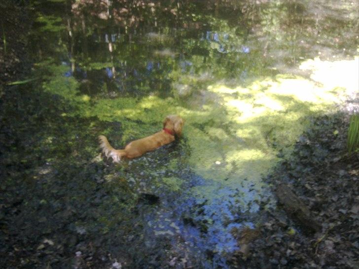 Cocker spaniel molly - en dejlig beskidt skovsø= dejlig beskidt molly :) billede 11