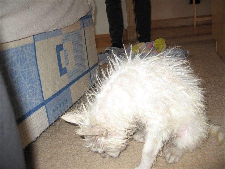 Japansk spids Sylvie Putput Rasmussen - Sylvie lige efter hendes bad  billede 18