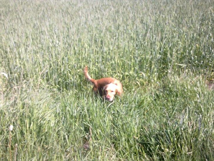 Cocker spaniel molly billede 12