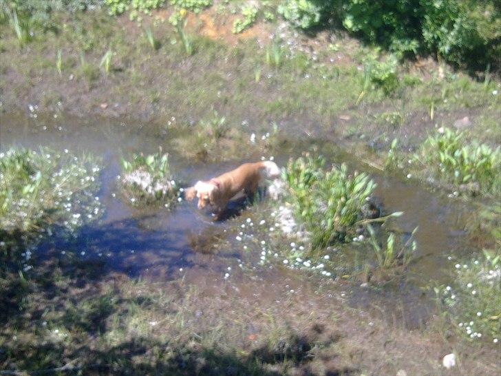 Cocker spaniel molly - vores sø er ved at udtørre, er sikker på molly gerne vil ha mere vand fra oven, for hun kan få timer til at gå, når der er mere vand i.. billede 13