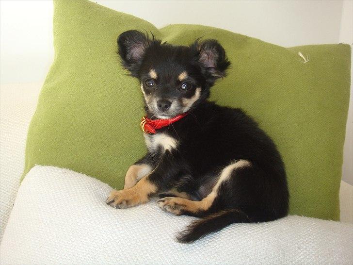 Chihuahua Papaya - Min dejlige chihuahua Papaya<3 billede 1