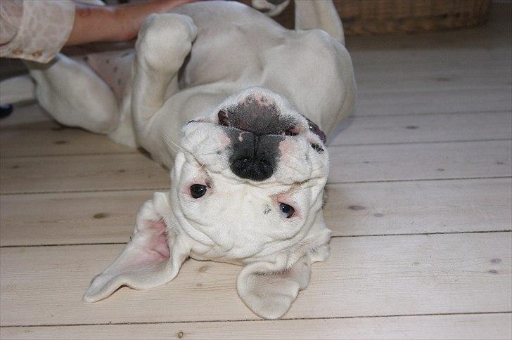 Boxer Kida  - 21 uger - Kida elsker at blive nusset på maven.. billede 10