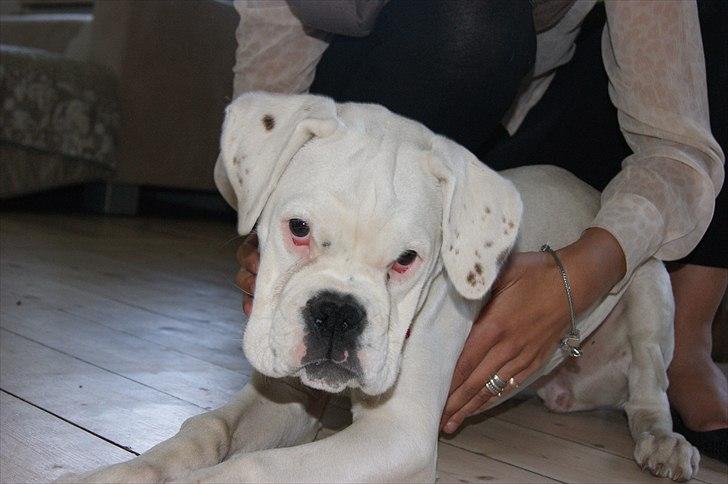 Boxer Kida  - 21 uger billede 11