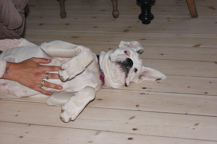 Boxer Kida  - 21 uger billede 12