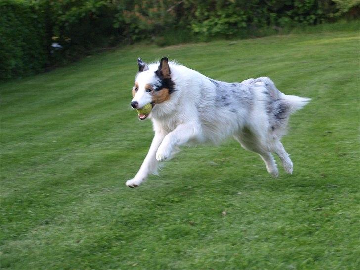 Australian shepherd Moon Rise Smokey Eyes billede 12