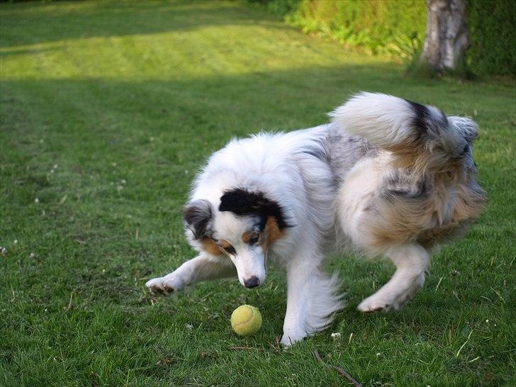 Australian shepherd Moon Rise Smokey Eyes billede 13