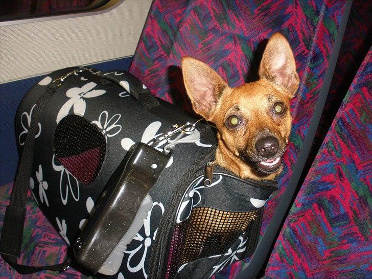 Blanding af racer Titi chihuahua/dværgpinsc - så er vi på vej hjem billede 13