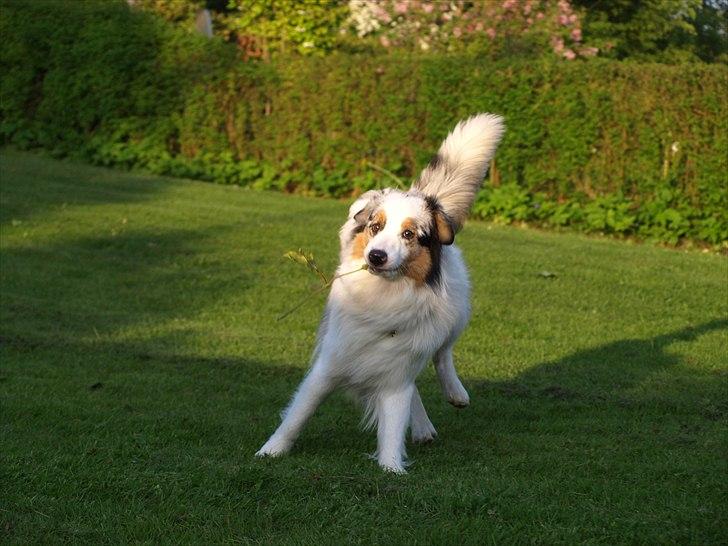 Australian shepherd Moon Rise Smokey Eyes billede 15