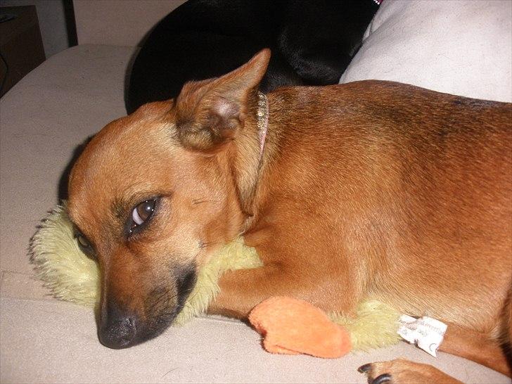 Blanding af racer Titi chihuahua/dværgpinsc - du må ikke får min bamse billede 14