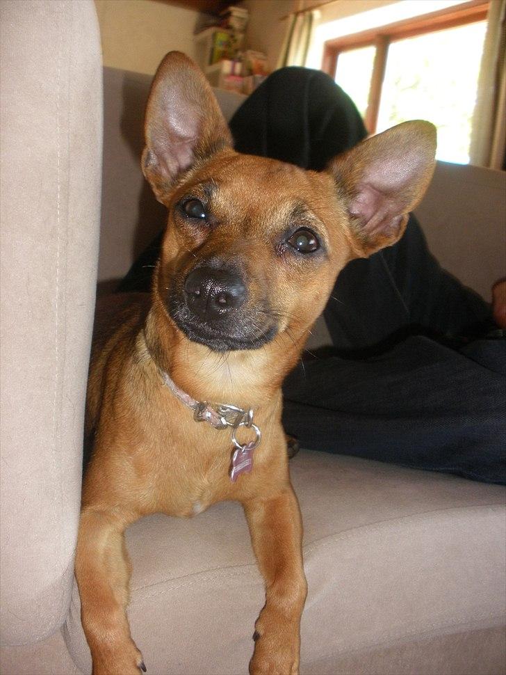 Blanding af racer Titi chihuahua/dværgpinsc - hvad siger du mor billede 15