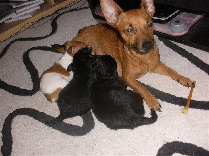 Blanding af racer Titi chihuahua/dværgpinsc - titi med sine hvalpe billede 16