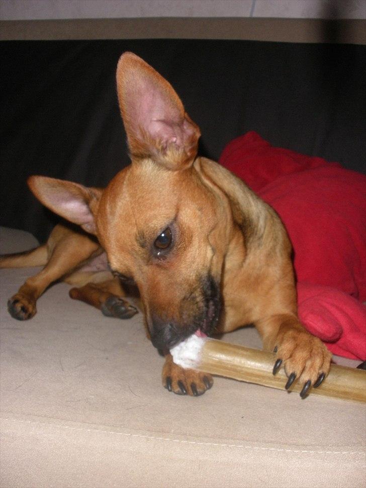 Blanding af racer Titi chihuahua/dværgpinsc - muns lækkert  billede 17