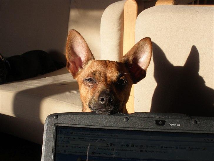 Blanding af racer Titi chihuahua/dværgpinsc - hvad laver du mor billede 18