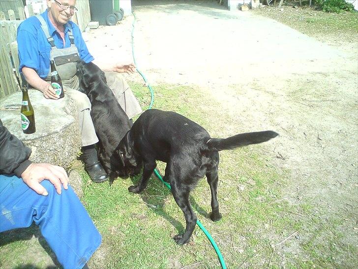 Blanding af racer Dennis - Dennis er forelsket billede 3