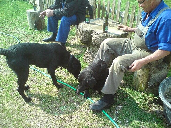 Blanding af racer Dennis billede 5