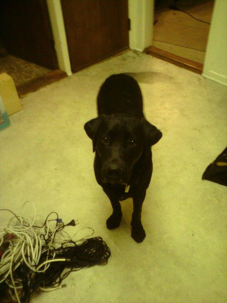 Blanding af racer Dennis billede 6