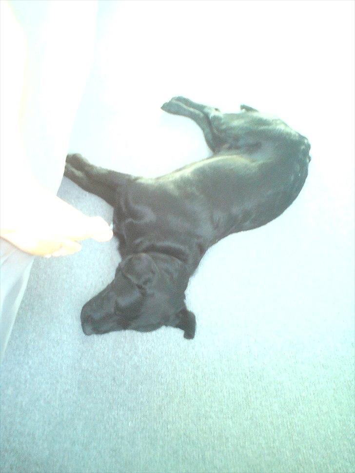 Blanding af racer Dennis billede 7