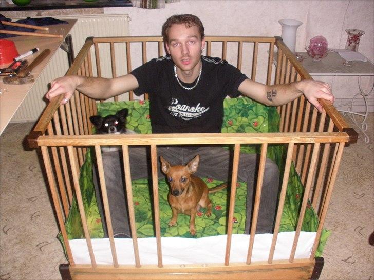 Blanding af racer Titi chihuahua/dværgpinsc - far det er vores hygge sted billede 19