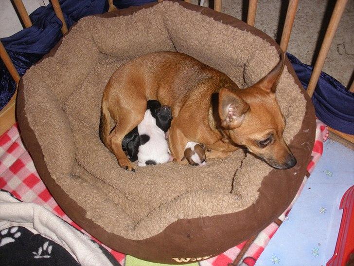 Blanding af racer Titi chihuahua/dværgpinsc - titi med hvalpe billede 20